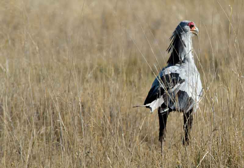 261 - Namibia - pajaro Secretario - parque nacional de Etosha